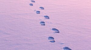雪　足あと